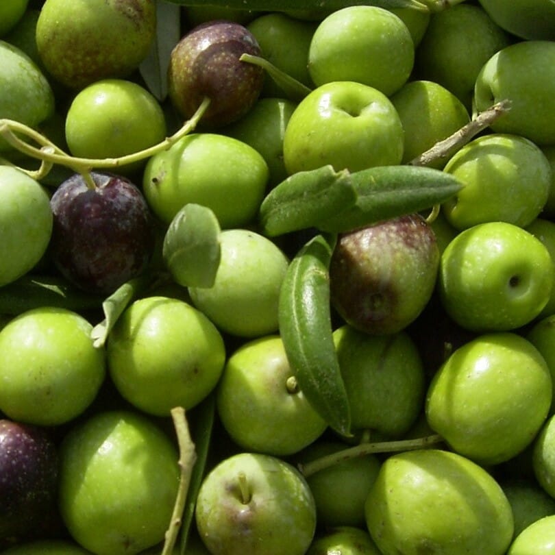 Olive