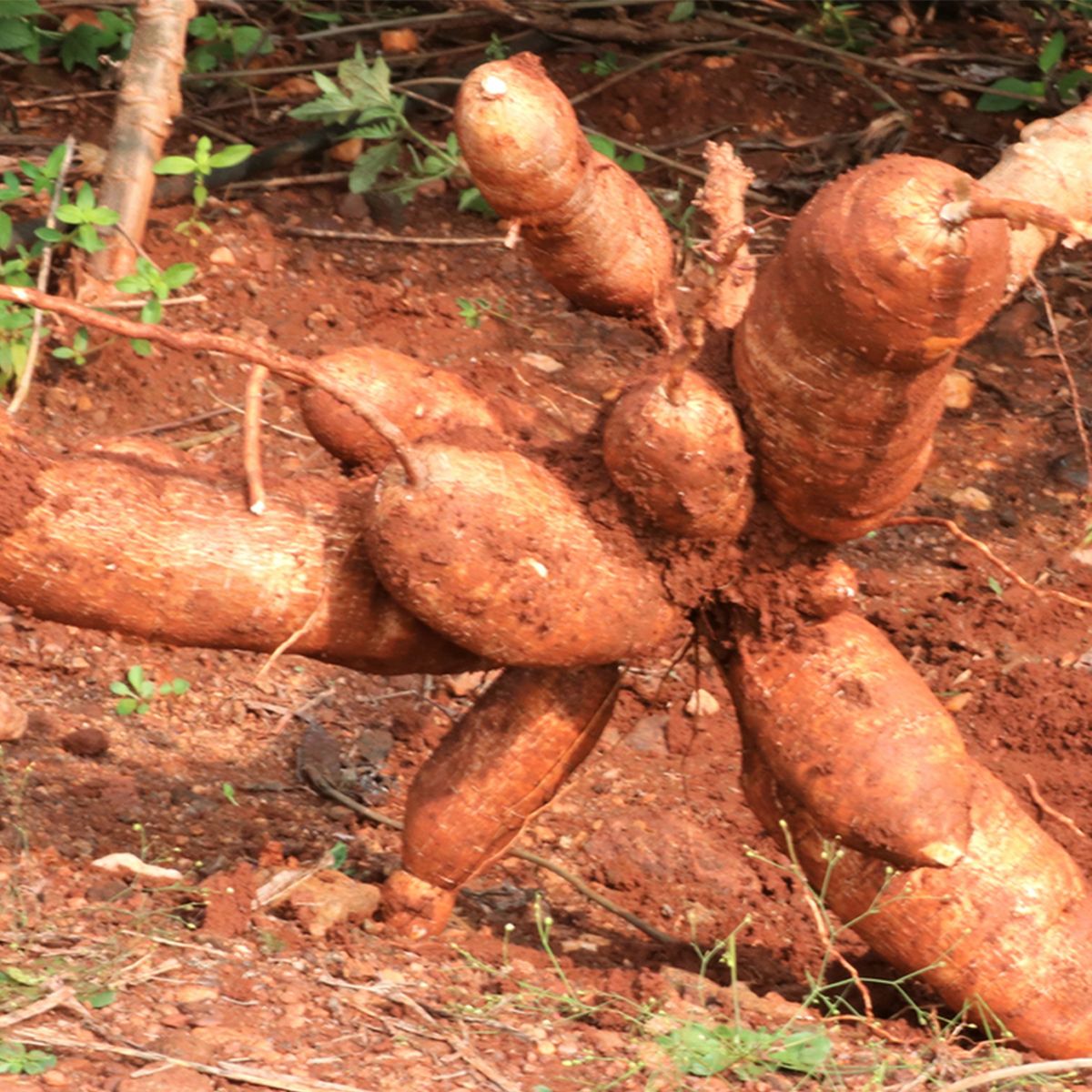 Cassava