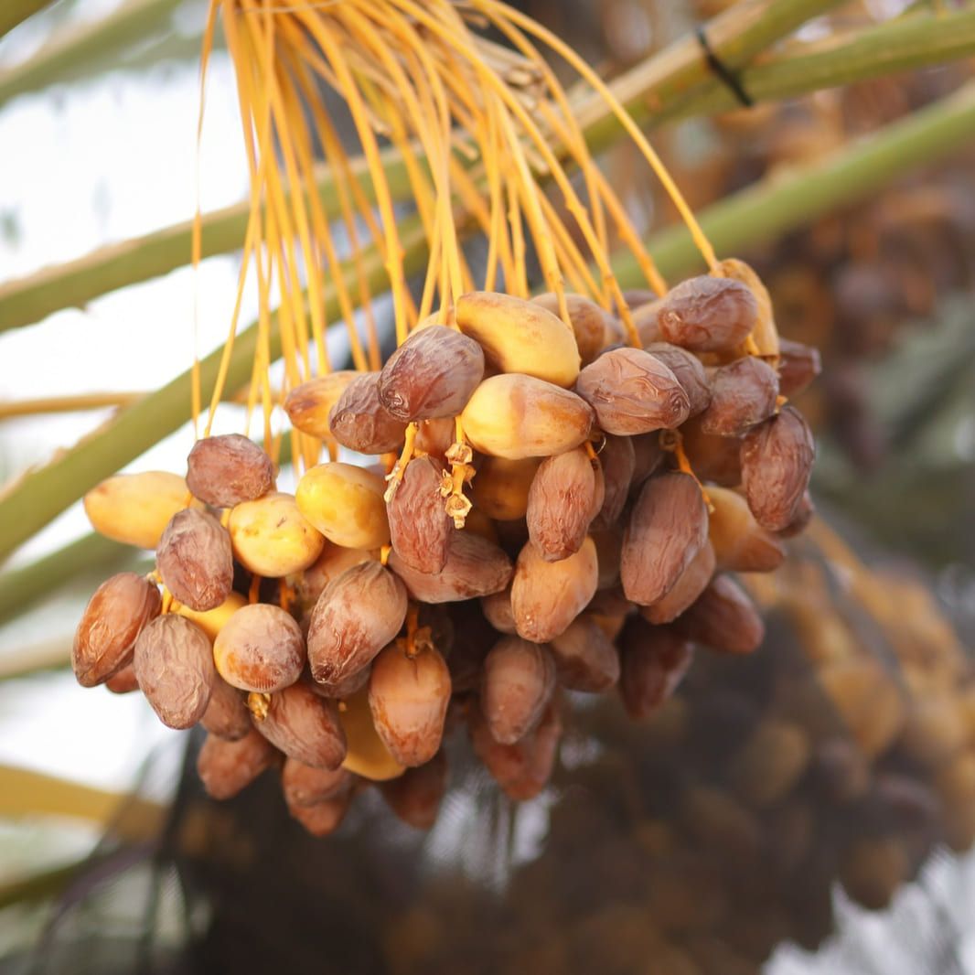 Date palms