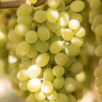 Table Grapes