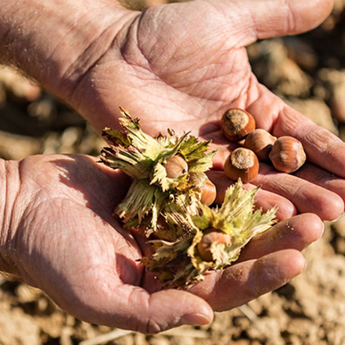 Hazelnuts