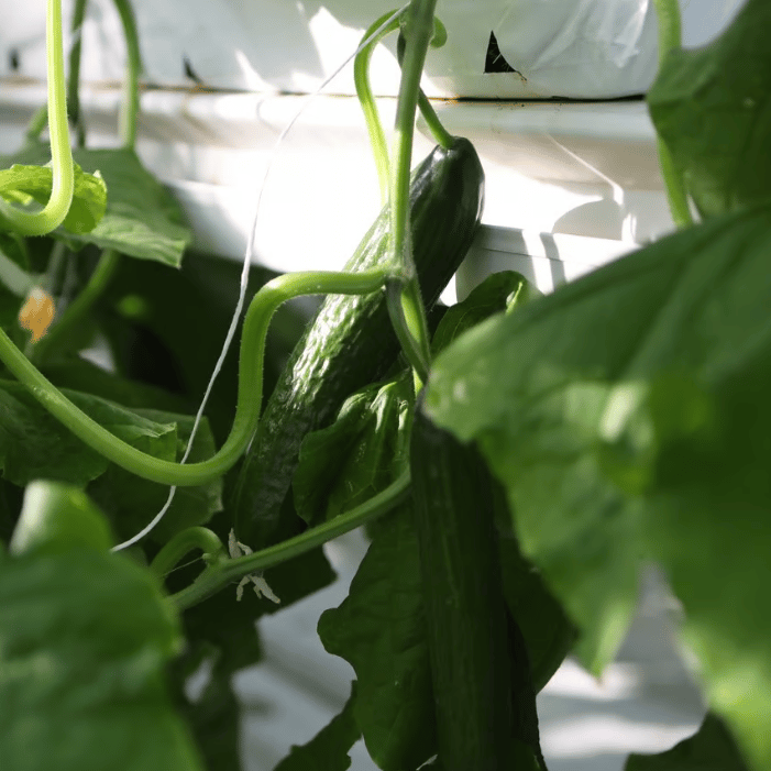 Greenhouse Cucumbers