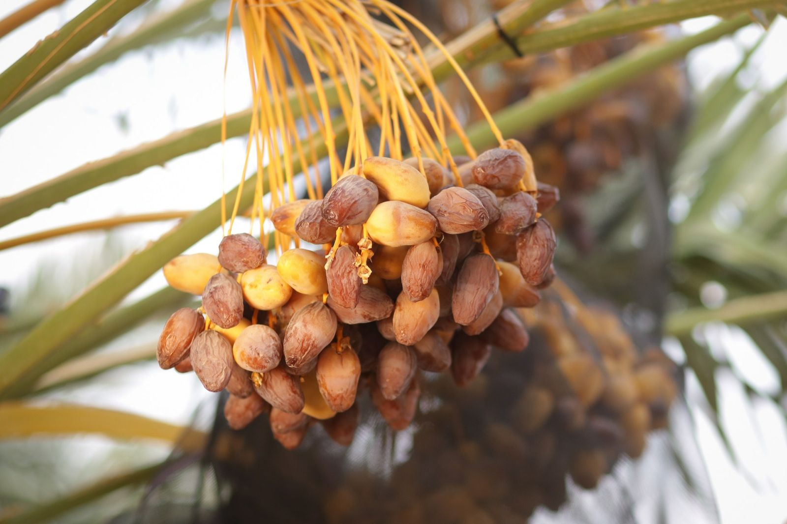 Date palms