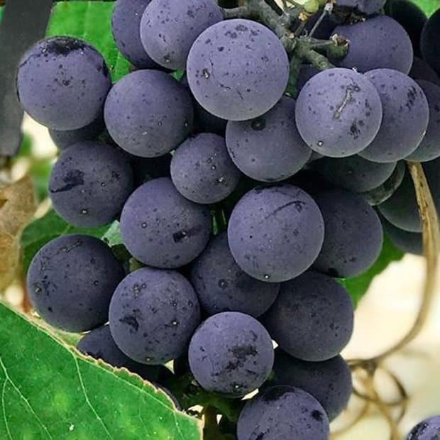 Wine grapes