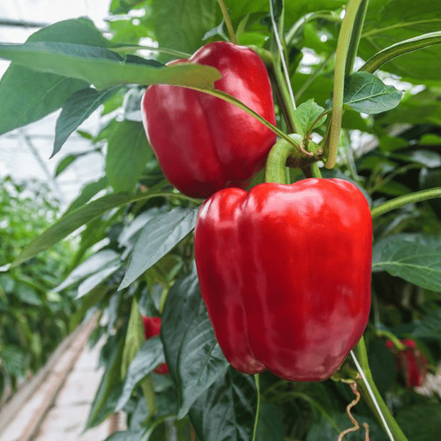 Greenhouse Peppers