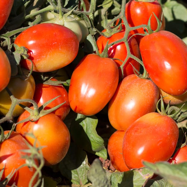 Greenhouse Tomatoes