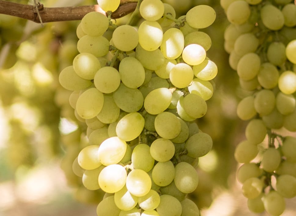 Table Grapes