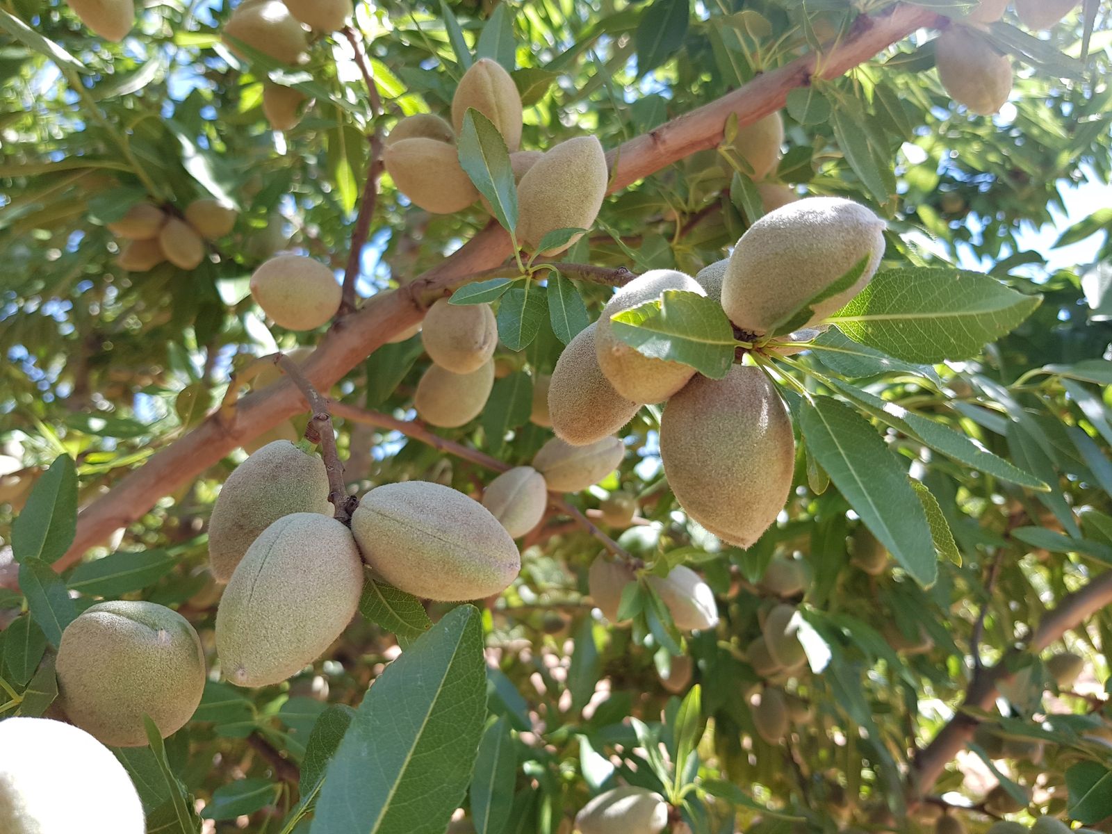 Almonds