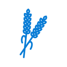 Drip Irrigation and Fertigation Protocol for Rice