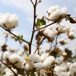 Cotton