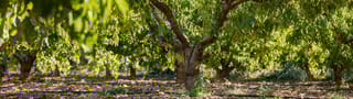 Orchards