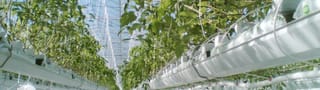 Protected crops