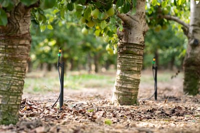 Crop protection by sprinklers system spraying without mechanization