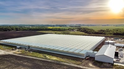 CANADA: YEAR ROUND TOMATO PRODUCTION