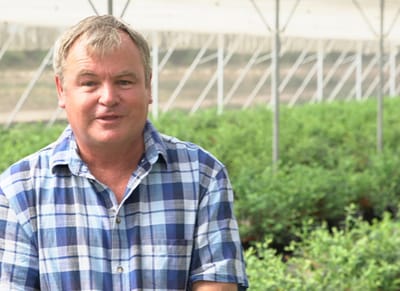 South Africa: Soilless Blueberries Potected From the Heat