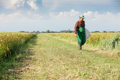  ITALY: PIONEERS OF DRIP IRRIGATED RICE 