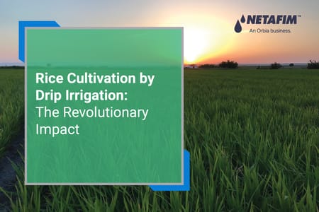 The Revolutionary Transformation of Paddy through Drip Irrigation