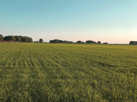 Drip irrigation - Changing the Way Rice is Grown Sustainably in Turkey