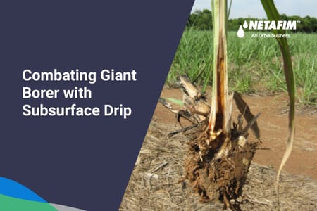 Winning the Battle Against Giant Borer in Sugarcane Farming