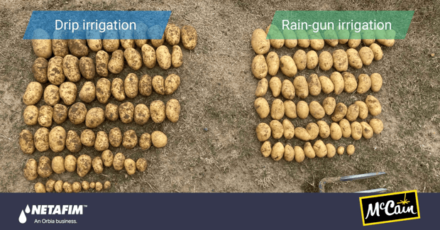 Netafim France and McCain Foods Launch Initiative to Promote Drip Irrigation in Potato Cultivation