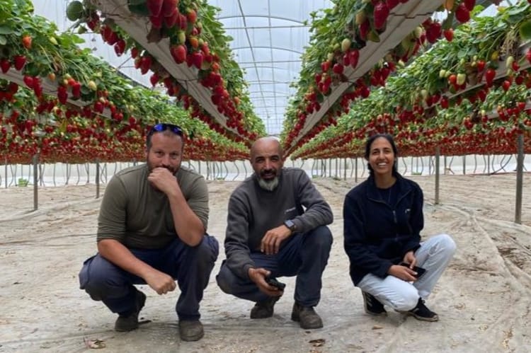 Netafim agronomists in tomato greenhouse  