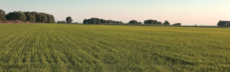 Drip irrigation - Changing the Way Rice is Grown Sustainably in Turkey