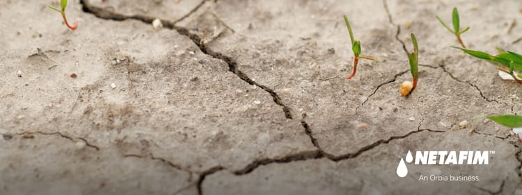 Banner Is Soil Salinity a Threat to Our Food Security?