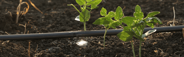 The Future of Farming: Smart Community Irrigation Solutions 