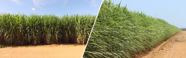 Banner Winning the Battle Against Giant Borer in Sugarcane Farming