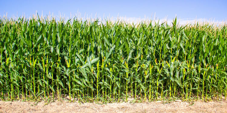 Boost Your Farm's Potential