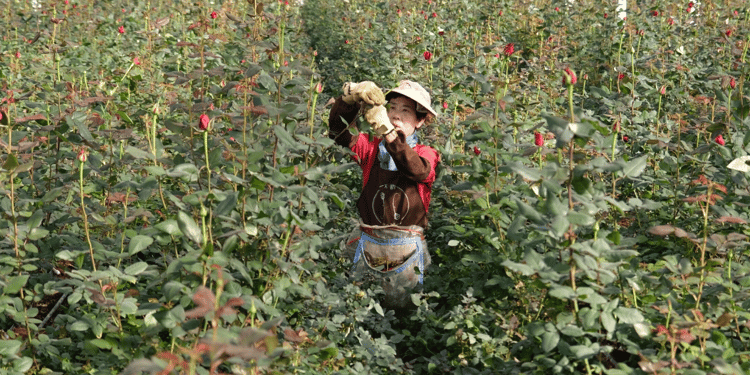 Smart & Sustainable Rose Cultivation