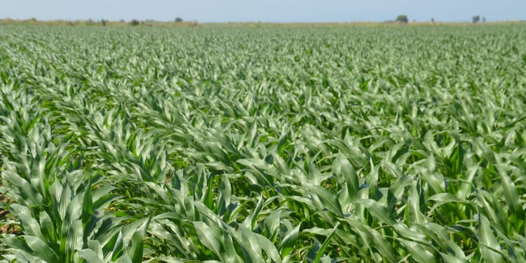 SDI Conventional