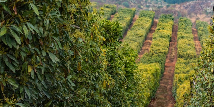 RECORD YIELDS AND SUPER-FAST ROI ON AVOCADO PLANTATIONS