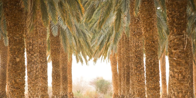 Boosting your date palm business and ROI