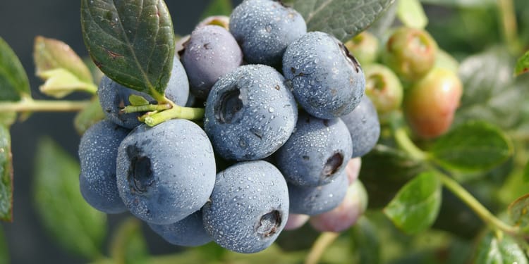 Precision fertigation: the right mix of nutrients and water all year round