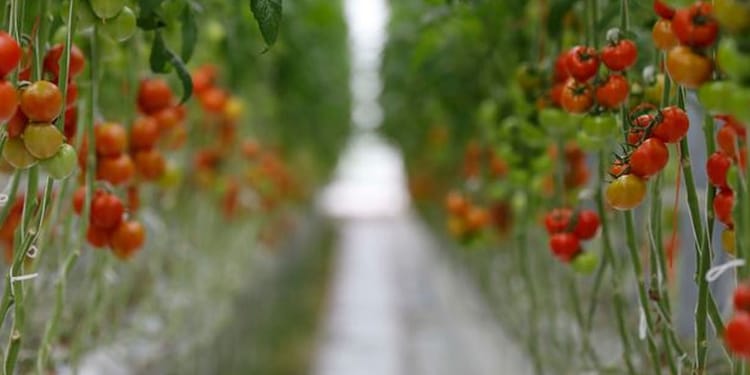 Greenhouse Crops