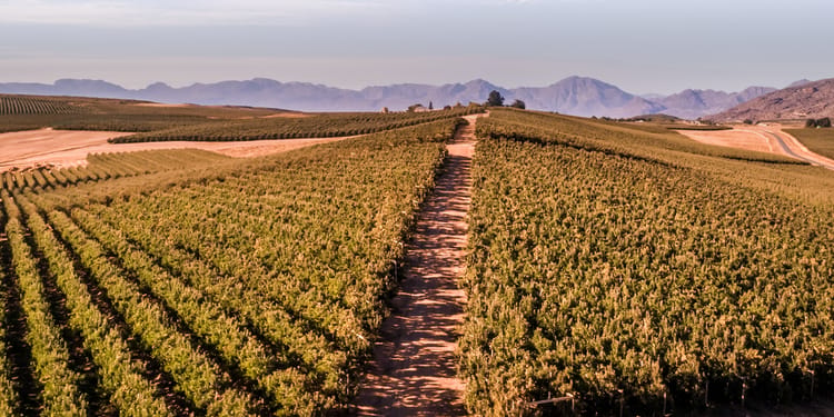 Water-use efficiency powered by precision irrigation