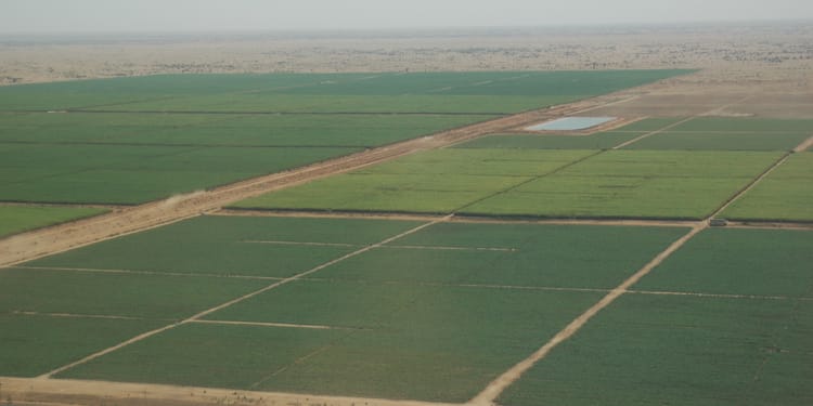 Scaling Up Sugarcane Production