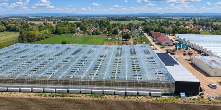 Year-round cherry tomatoes, grown by nature's own energy