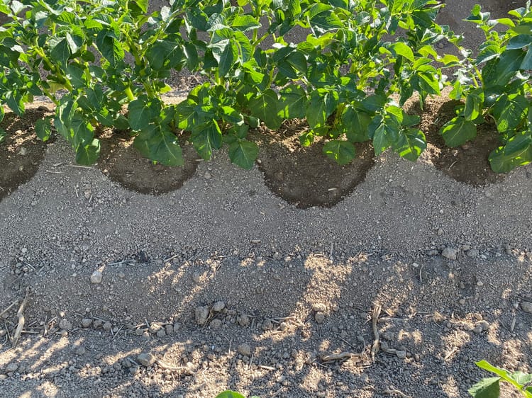 Potatoes