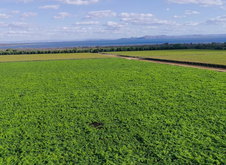 Green fields