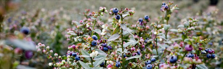 Banner How blueberry farming is evolving: three changes shaping modern production