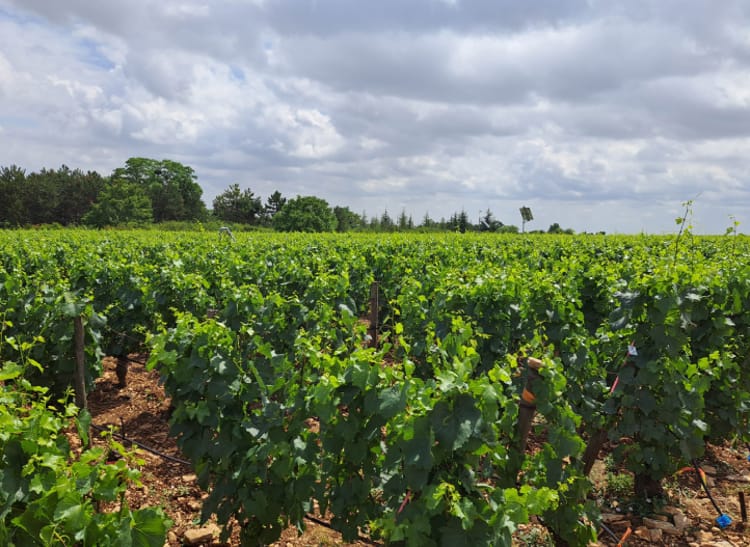 Vinyard in France