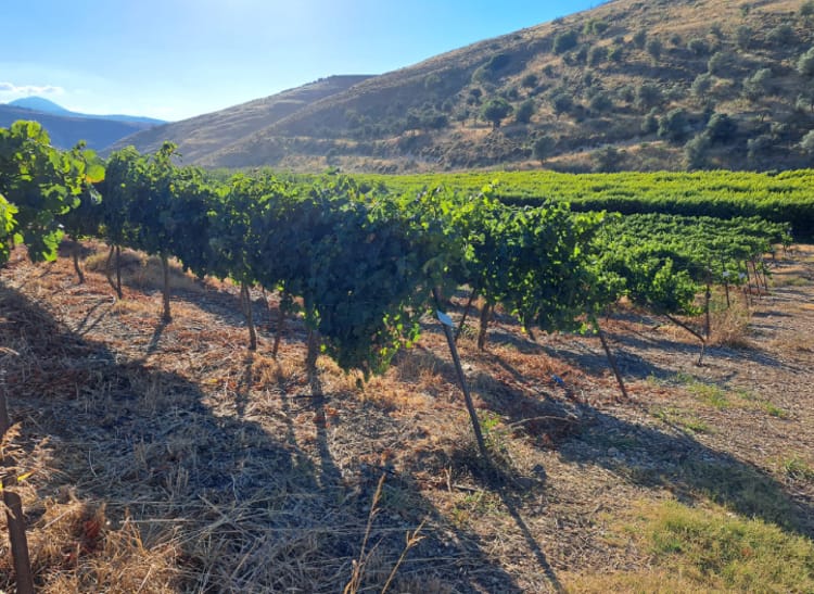 Vinyard in France