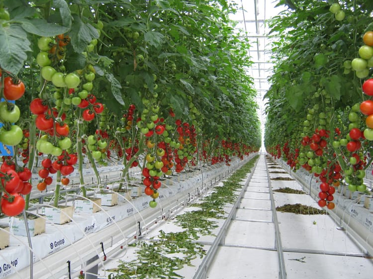 greenhouse irrigation system