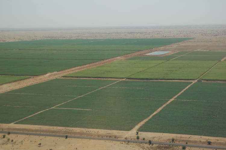 Scaling Up Sugarcane Production