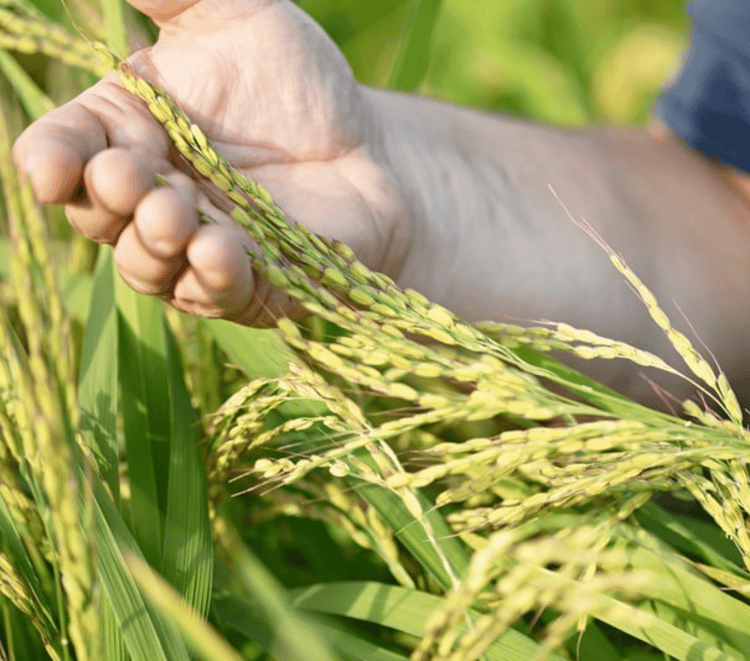 Women in field in Rwanda