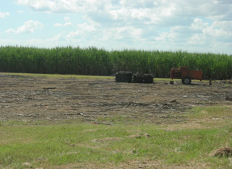 Sugarcane field from afar