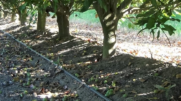 macadamia_drip lines_1