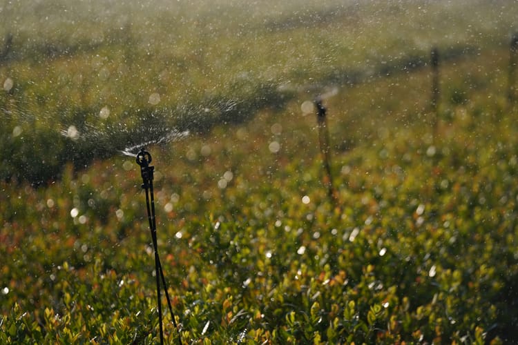 SPRINKLERS IRRIGATION – MUCH MORE THAN JUST IRRIGATION
